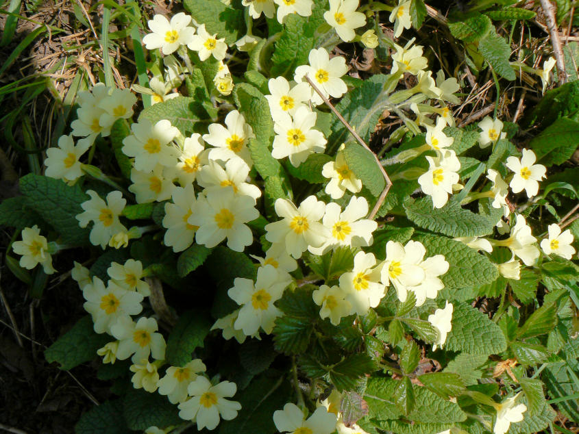 Primroses Primroses